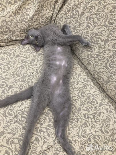Отдам кота в добрые руки