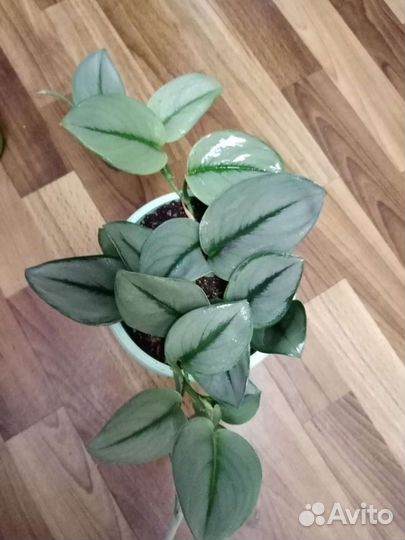 Сциндапсус