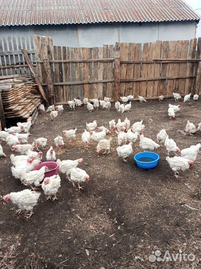 Куры несушки