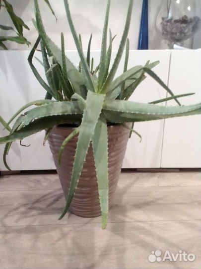 Алоэ вера лечебный