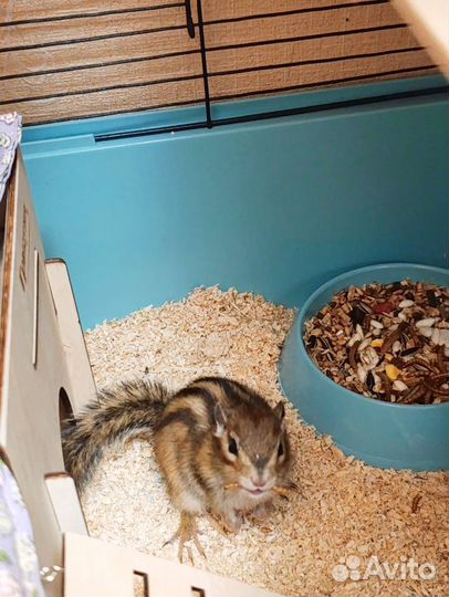 Бурундук грызуны