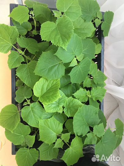 Павловния Акклиматизированные корниPaoTongZ07 Г