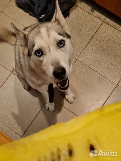 Хаски в добрые руки