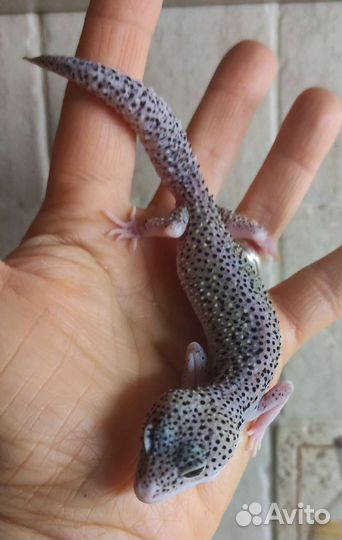 Эублефары домашнего разведения