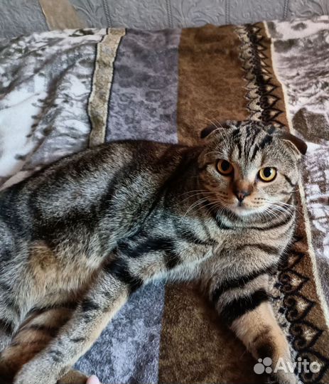 Шотландский вислоухий кот отдам в хорошие руки
