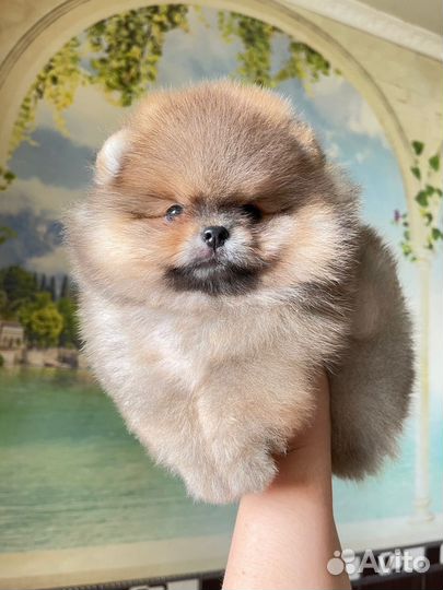 Померанский шпиц девочка