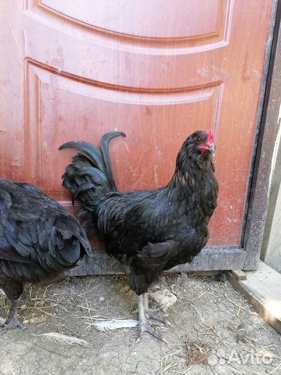 Молодые петухи породные и курочки