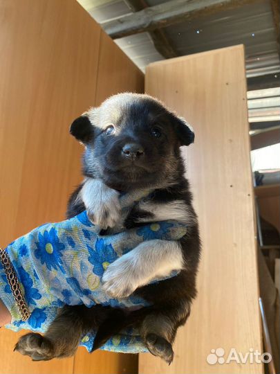 Маленькие мальчишки