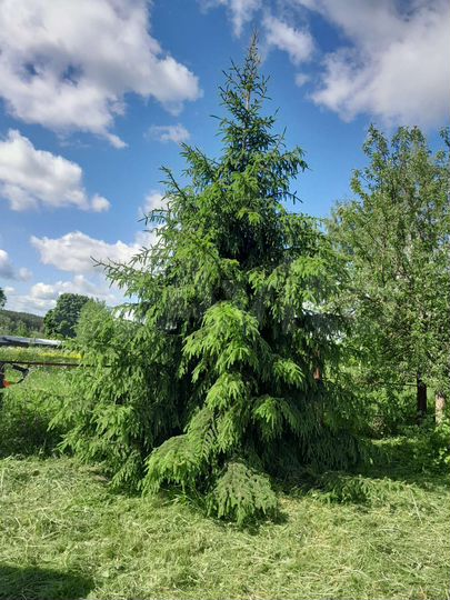 Участок 15 сот. (ИЖС)