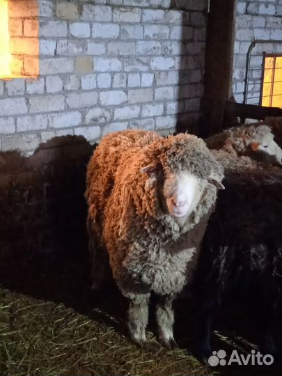 Овцы бараны