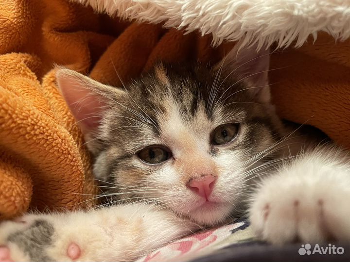Трехцветный котенок девочка в добрые руки