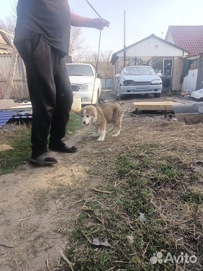 Щенки сао алабай