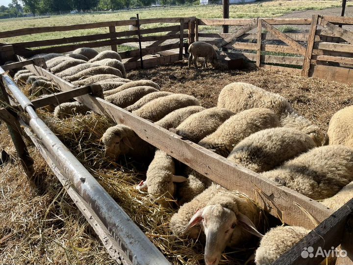 Ярка мериноланд