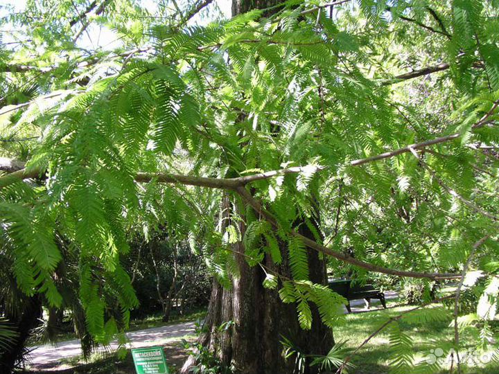 Метасеквойя саженцы семена