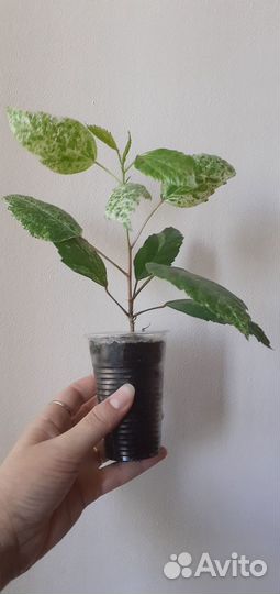 Гибискус комнатный