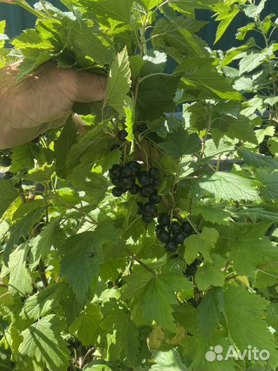 Куст черной смородины