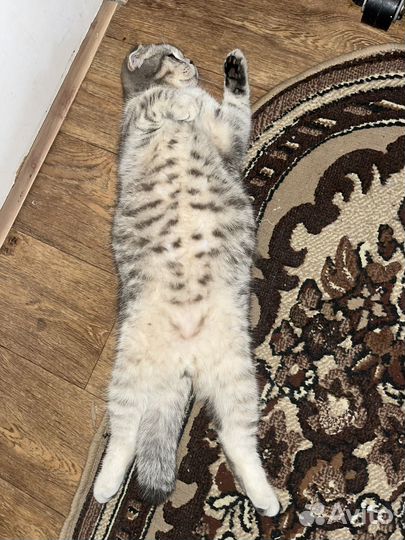 Британский вислоухий кот