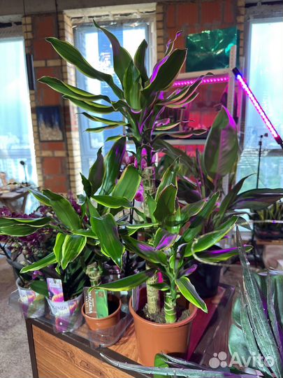 Драцена душистая