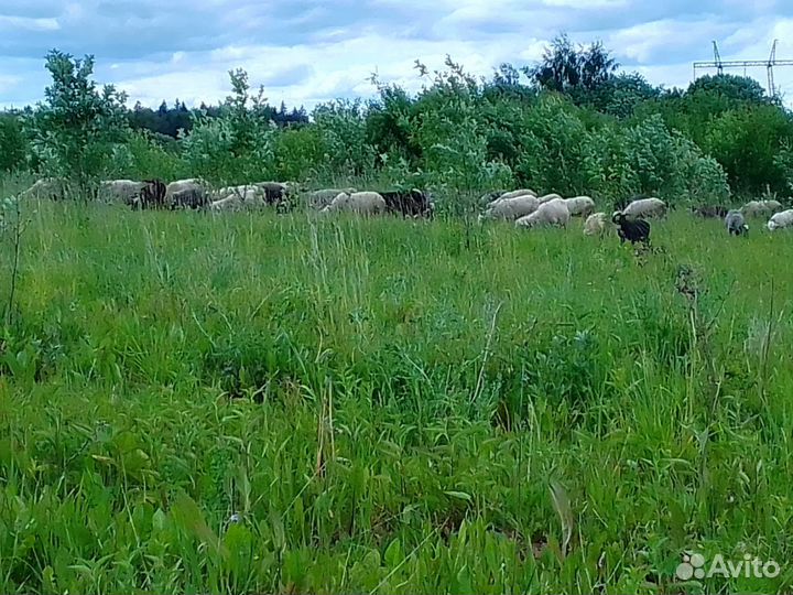 Овцы бараны