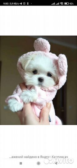 Мальтезе микро,мини