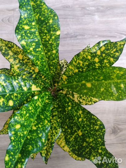 Пёстренький Кротон