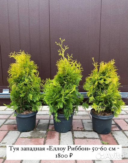 Компактные сорта туй