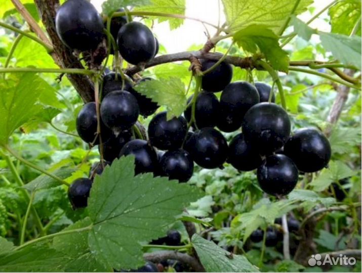 Саженцы черной смородины Добрыня