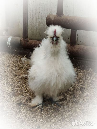 Молодые петушки