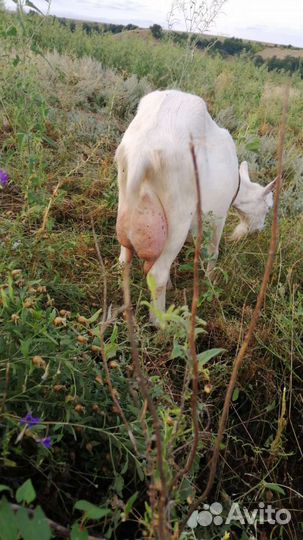 Продам молочных коз