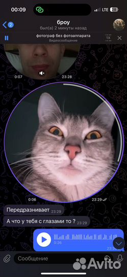 Луня русская и голубая