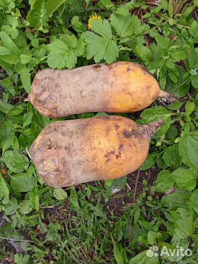 Свекла кормовая