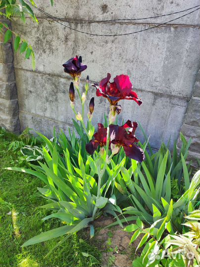 Ирисы бородатые сортовые