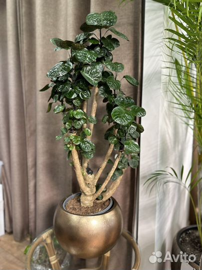 Фикус Полициас Фабиан дерево 110 см