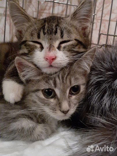Кошки в добрые руки бесплатно