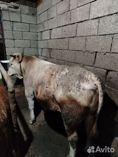 Бычки на откорм или на мясо