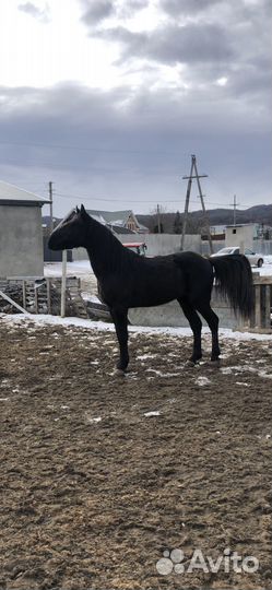 Продается мерин
