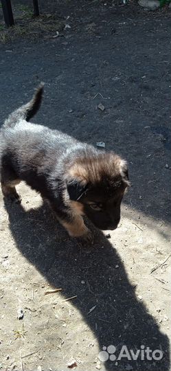 Щенки немецкой овчарки