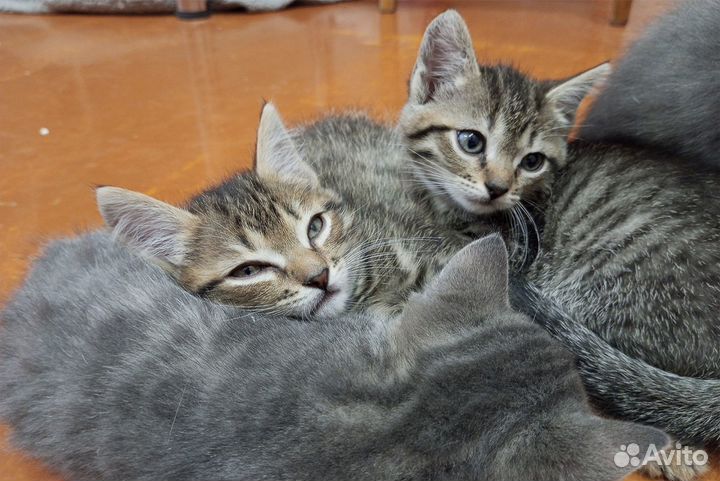 Продам котят