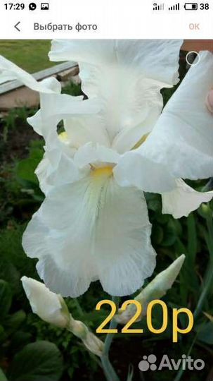 Ирисы гафрированные