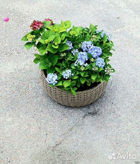 Кашпо форма 