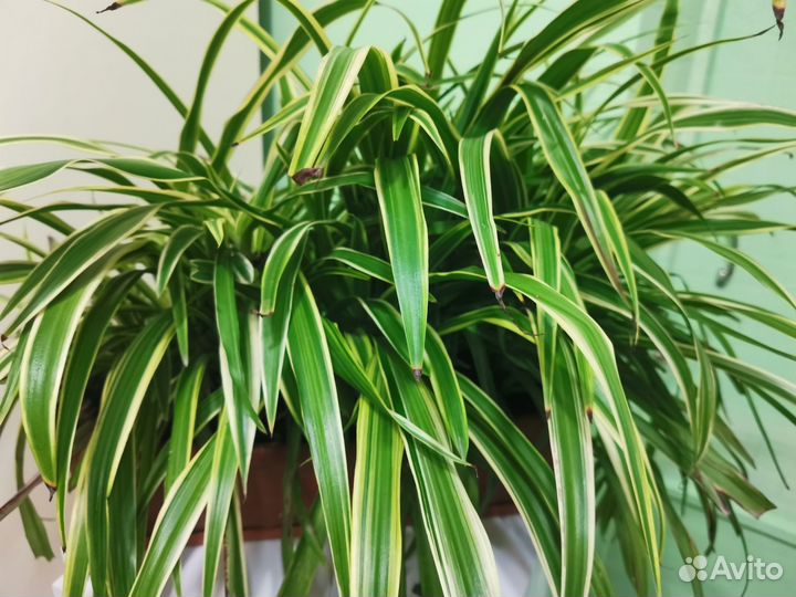 Хлорофитум