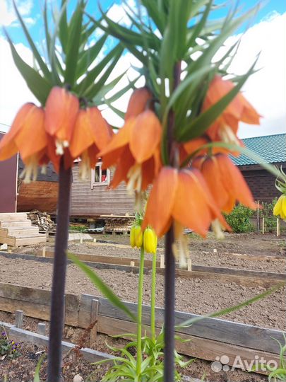 Рябчик императорский