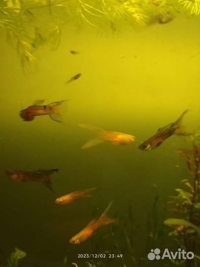 Аквариумные рыбки гуппи