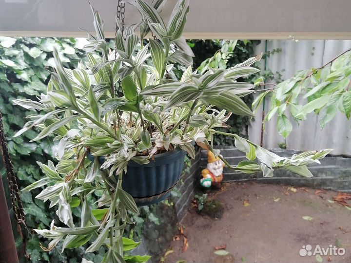 Цветы комнатные