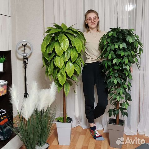 Искусственные деревья фикус, манго, ива, черешня