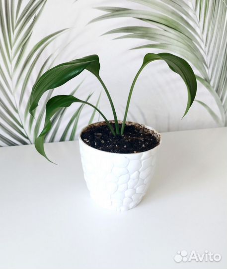 Эухарис амазонская лилия в горшке