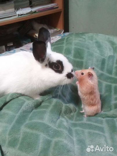 Вязка кролика