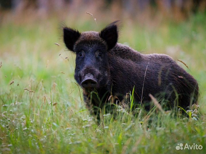 Охота на кабана