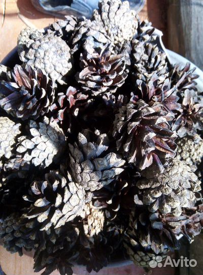 Шишки сосновые