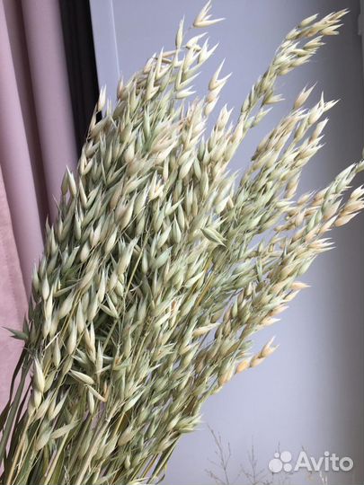 Злаковые и сухоцветы